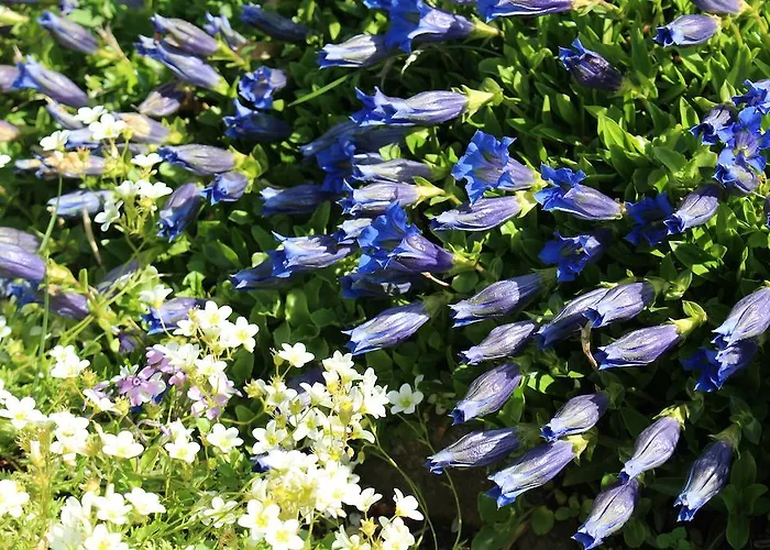 Alpengasthof Waldrast - Koralpe 3* Sankt Stefan im Lavanttal